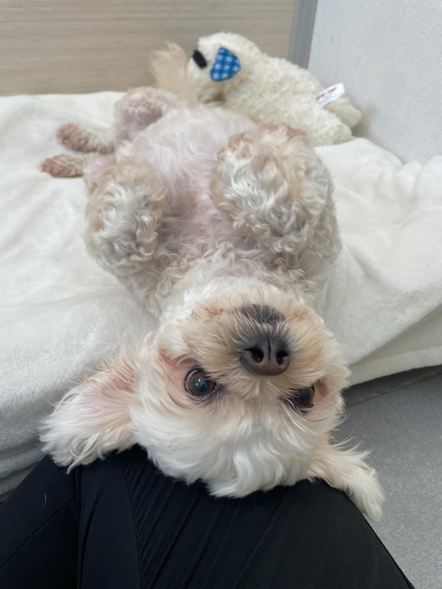 Valentine, a Adopted Shih poo in Margate, FL image 5/6