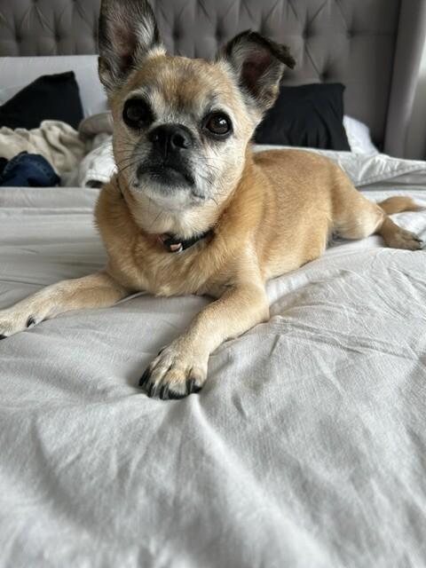 Matteo, Adoptable, Adult Male Mixed Breed.