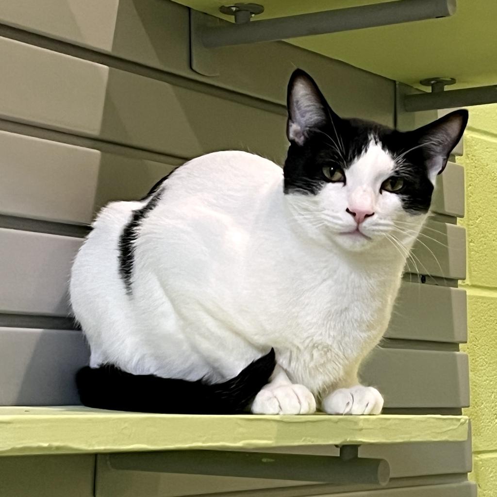 Enlarge Doogie, a Adoptable mixed breed in South Bend, IN image 1/6