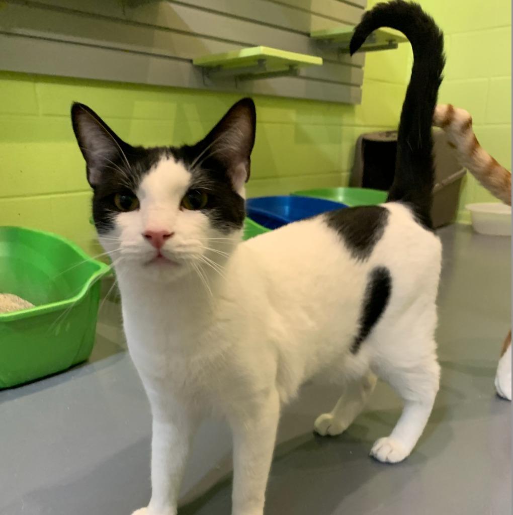 Enlarge Doogie, a Adoptable mixed breed in South Bend, IN image 2/6