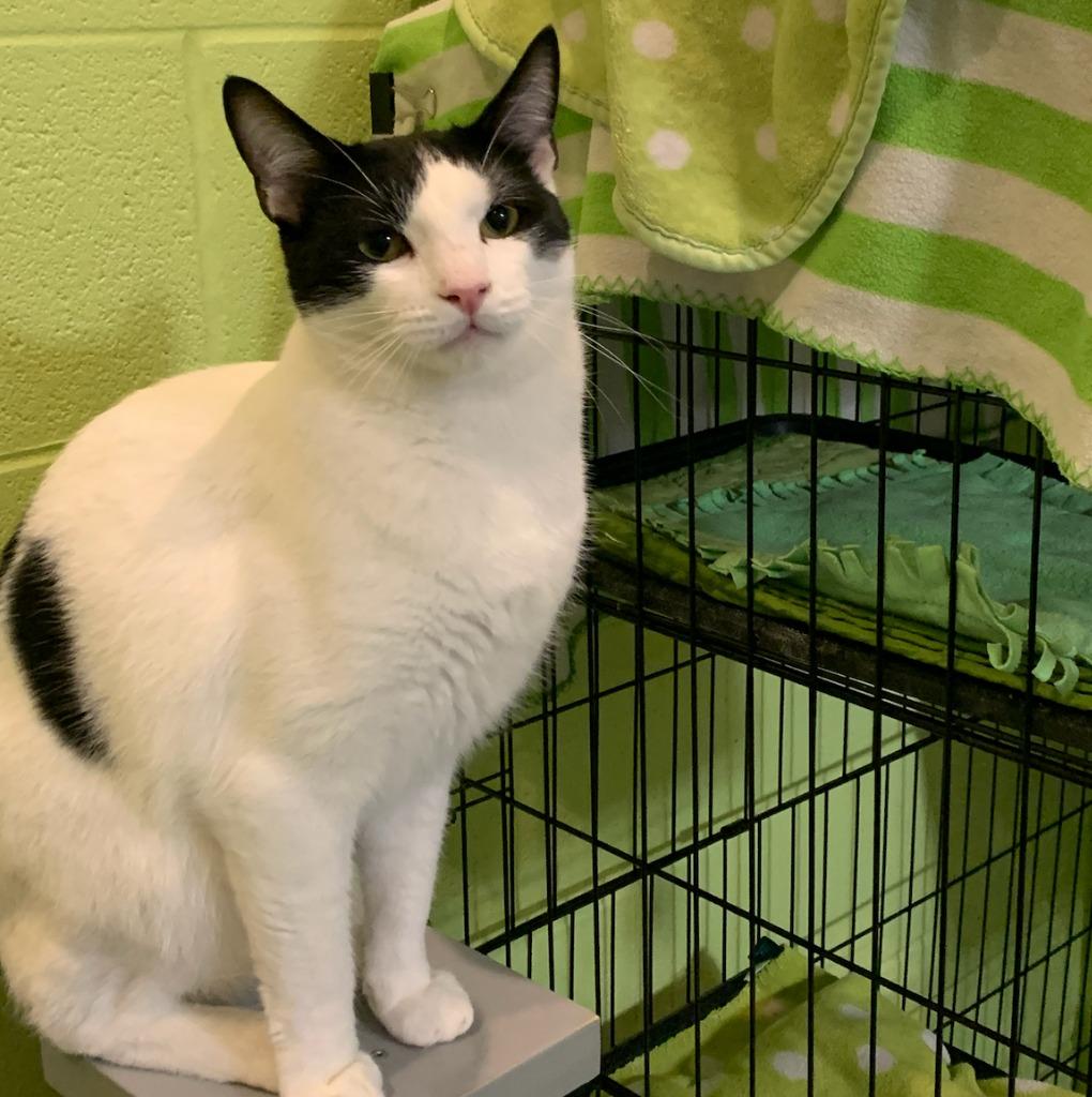 Enlarge Doogie, a Adoptable mixed breed in South Bend, IN image 3/6