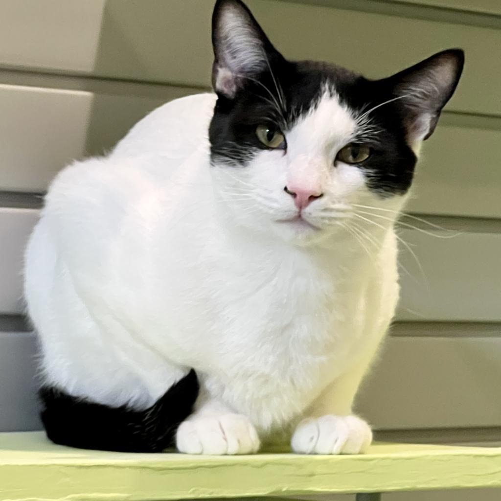 Enlarge Doogie, a Adoptable mixed breed in South Bend, IN image 3/6