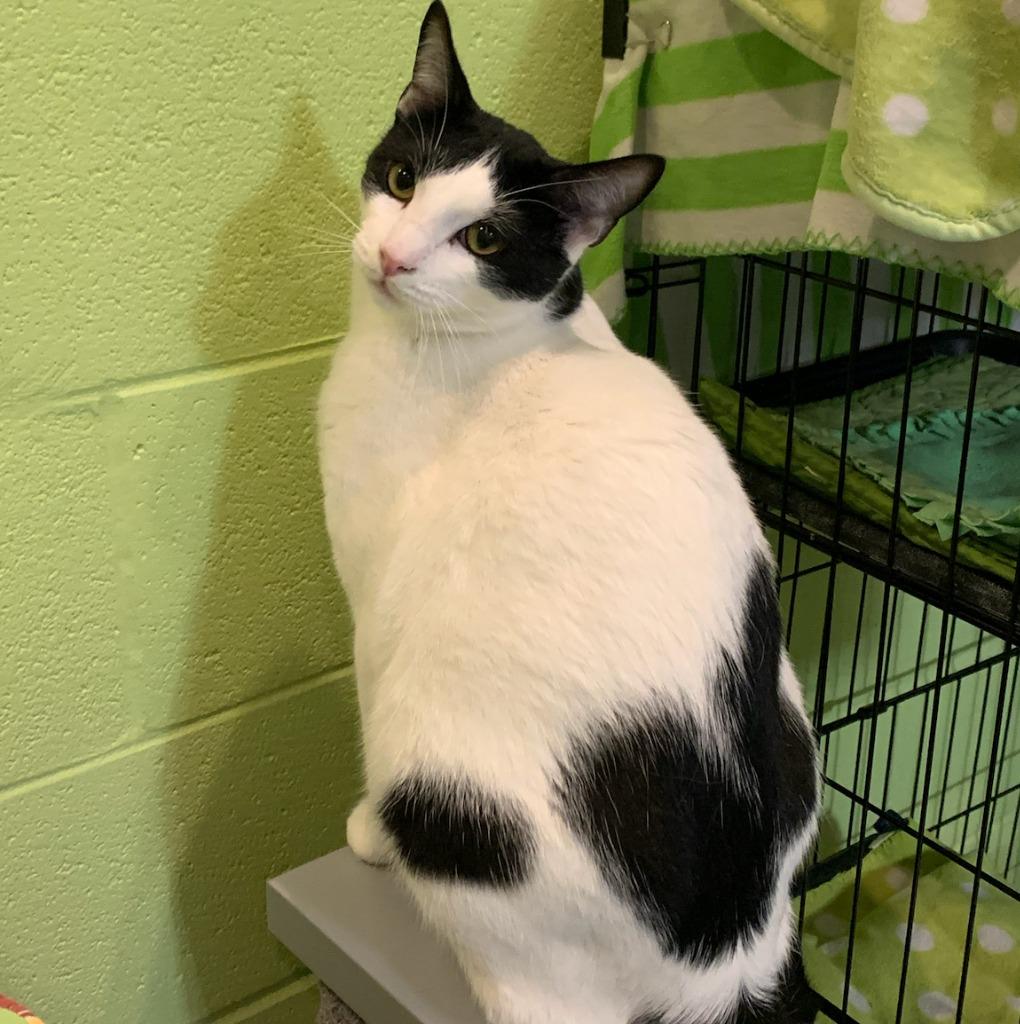 Enlarge Doogie, a Adoptable mixed breed in South Bend, IN image 4/6