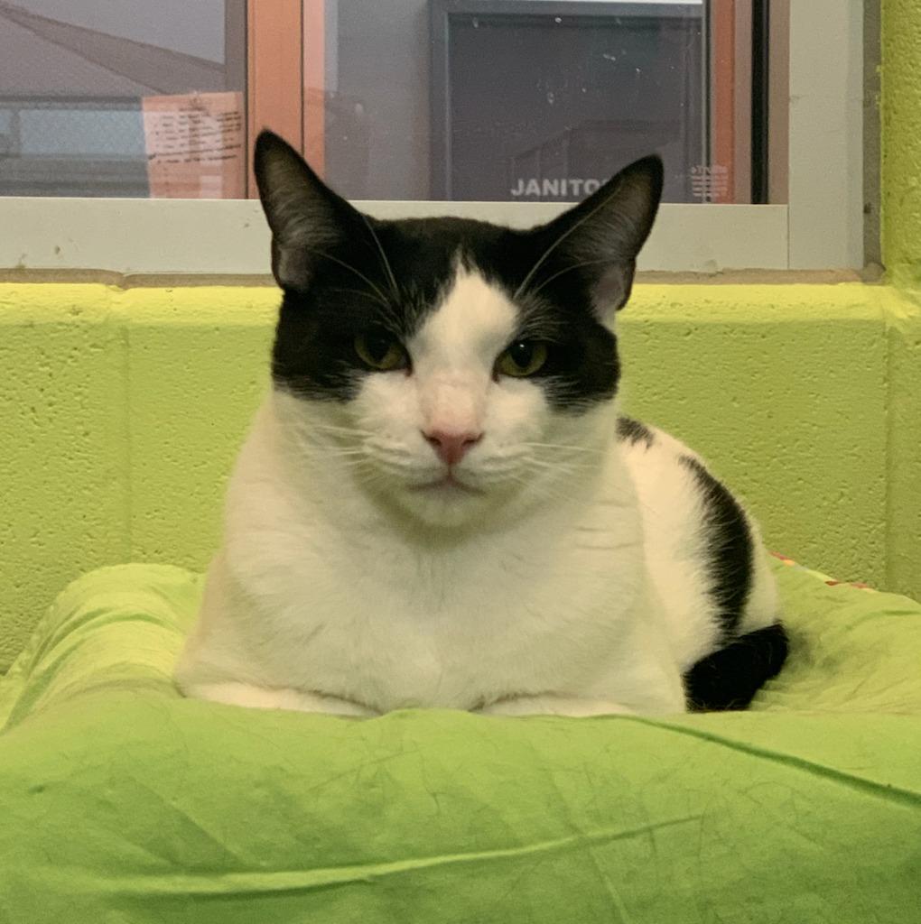 Enlarge Doogie, a Adoptable mixed breed in South Bend, IN image 6/6