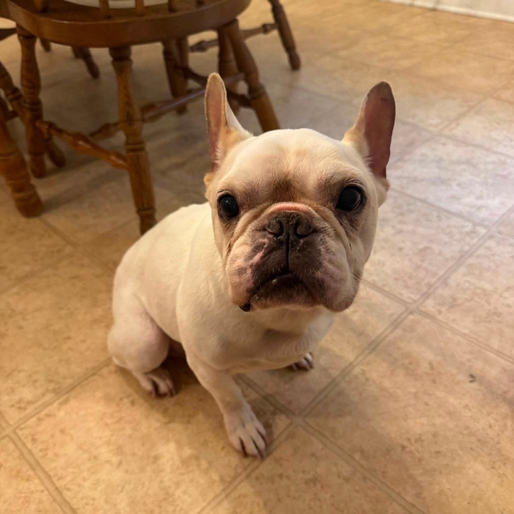 Theodore Frenchie, Adoptable, Senior Male French Bulldog.