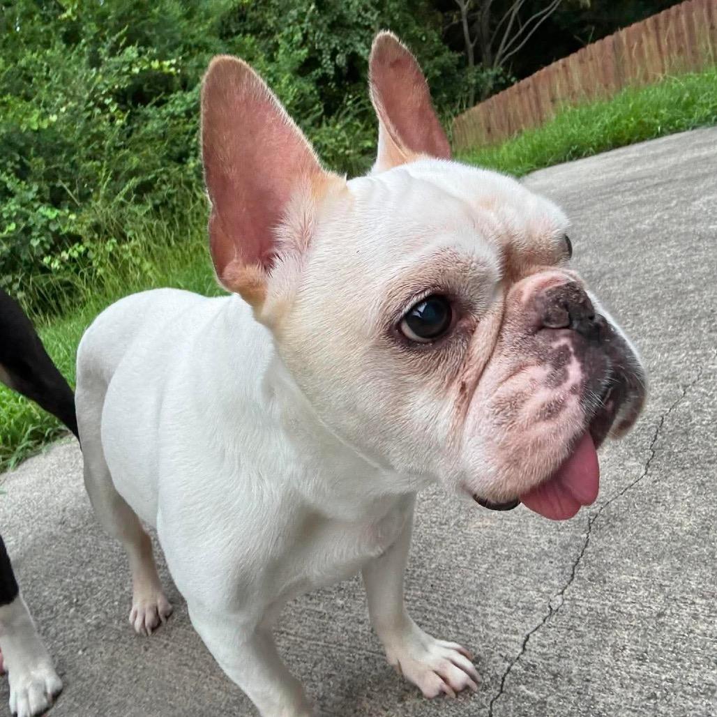 Enlarge Theodore Frenchie, a Adoptable French Bulldog in Savannah, GA image 2/3