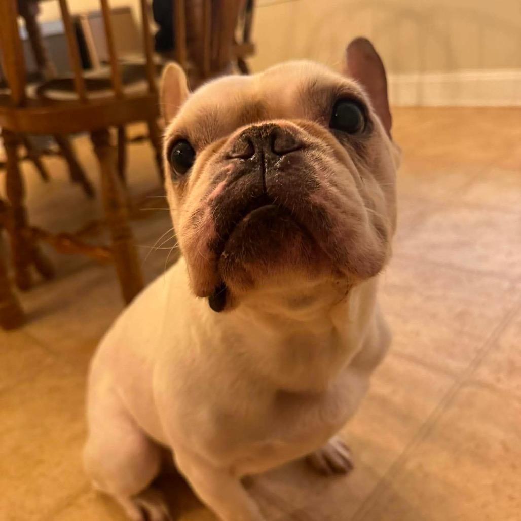Enlarge Theodore Frenchie, a Adoptable French Bulldog in Savannah, GA image 3/3