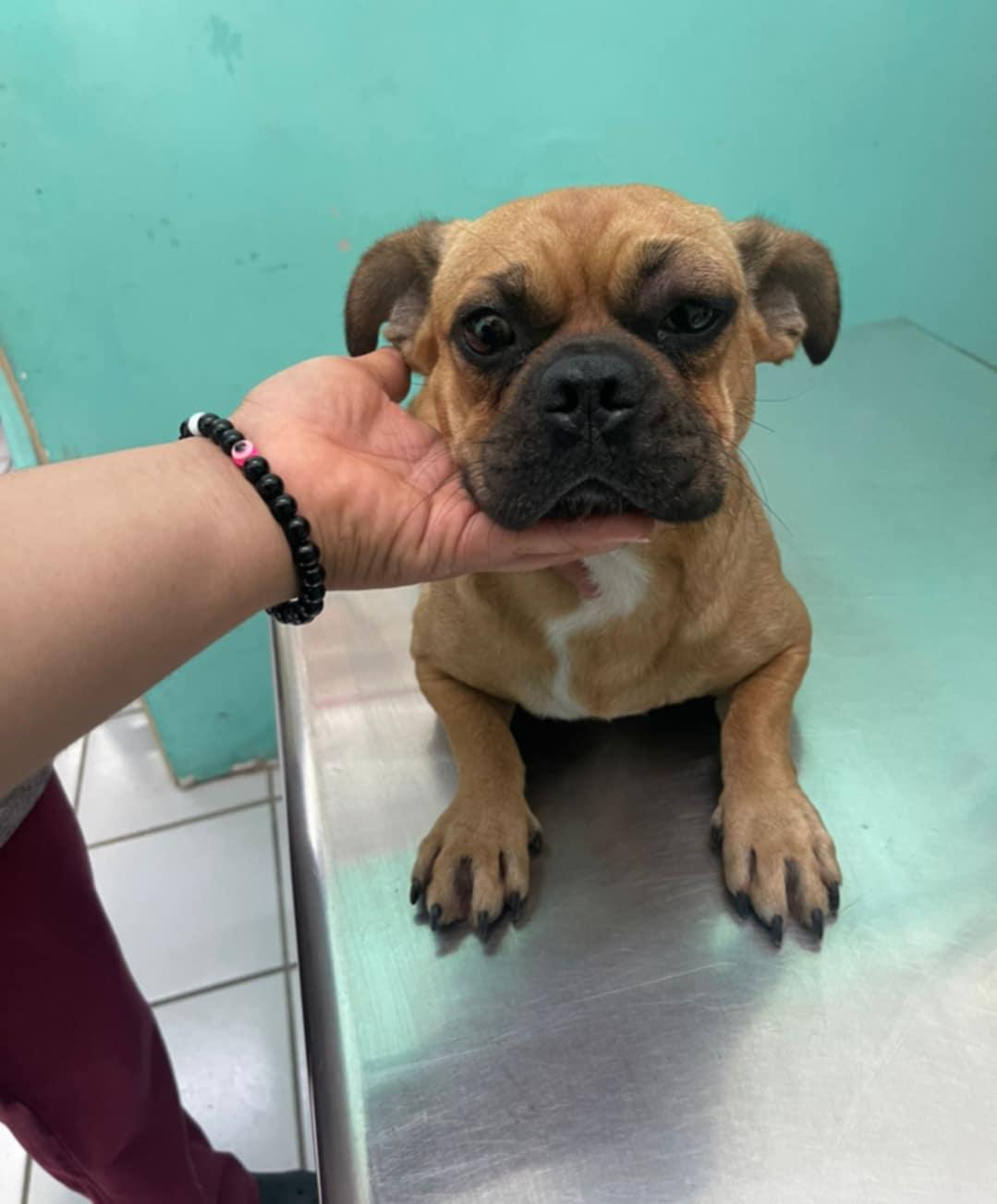 Enlarge Sherlock Bones, a Adopted mixed breed in EL COLORADO, JAL image 1/1