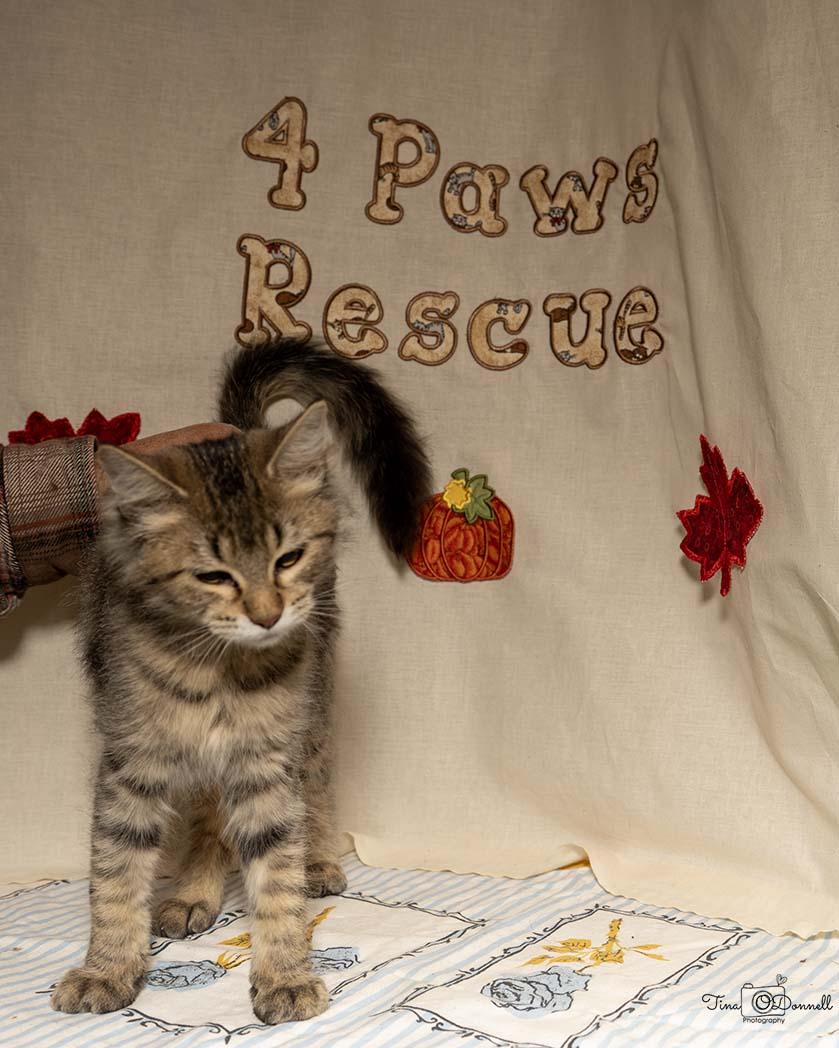 Clasoil, a Adoptable Domestic Medium Hair in Cardwell, MT image 1/3