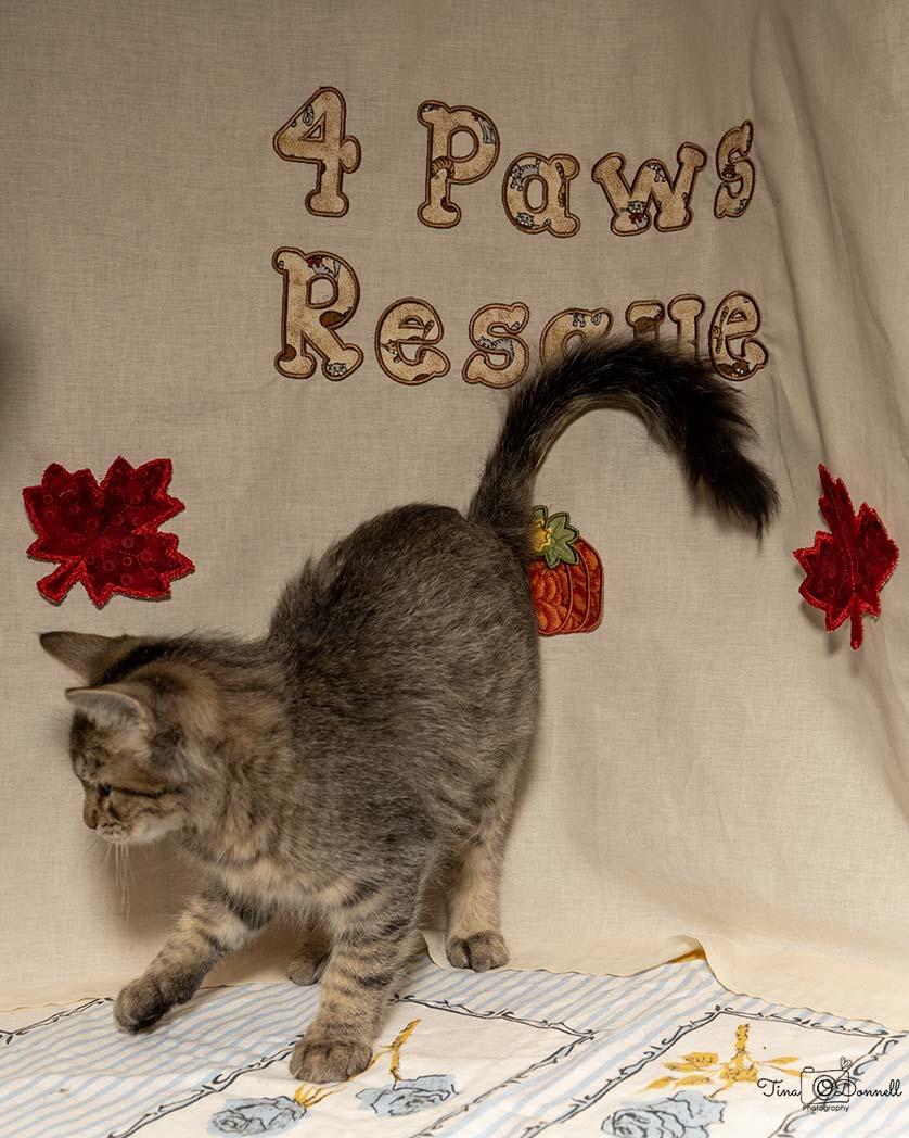 Clasoil, a Adoptable Domestic Medium Hair in Cardwell, MT image 2/3