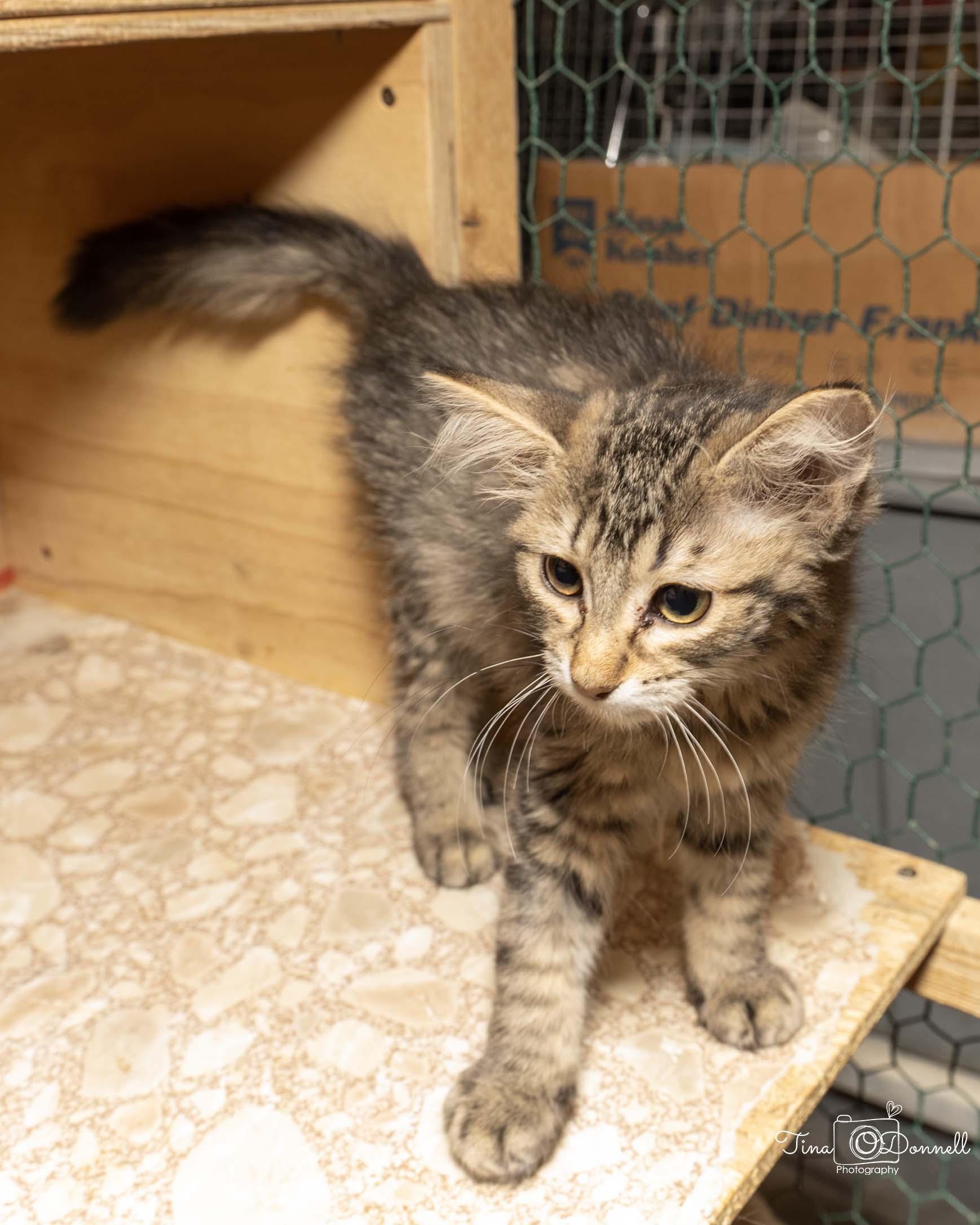 Clasoil, a Adoptable Domestic Medium Hair in Cardwell, MT image 3/3