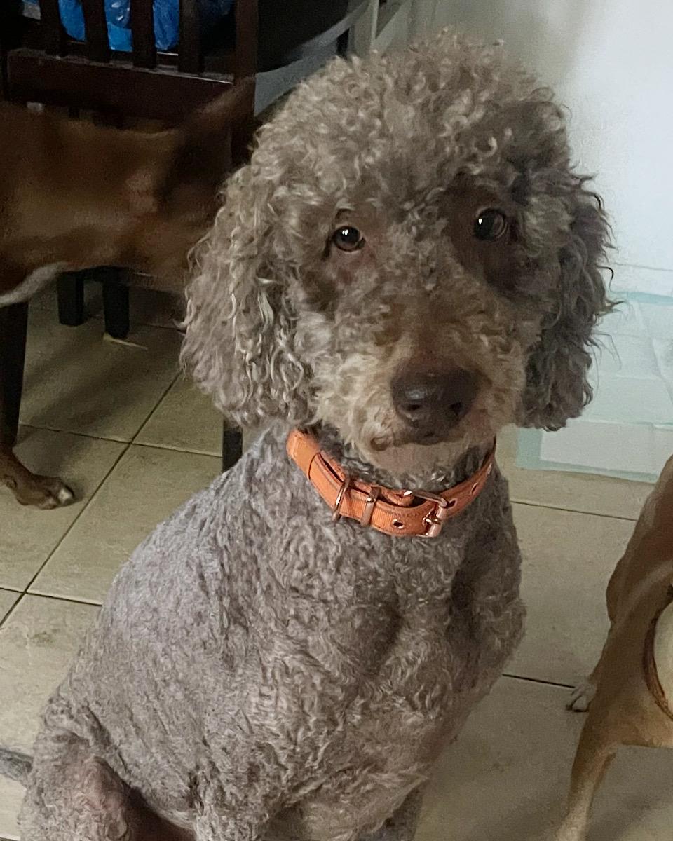 Chezzy , adopted, Adult Female Goldendoodle.