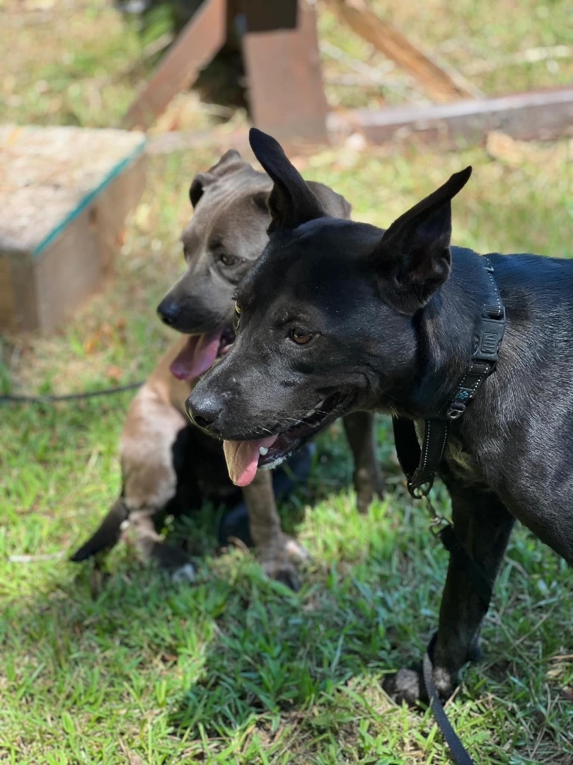 Keno, a Adopted Pit Bull Terrier in SYLVANIA, GA image 2/13