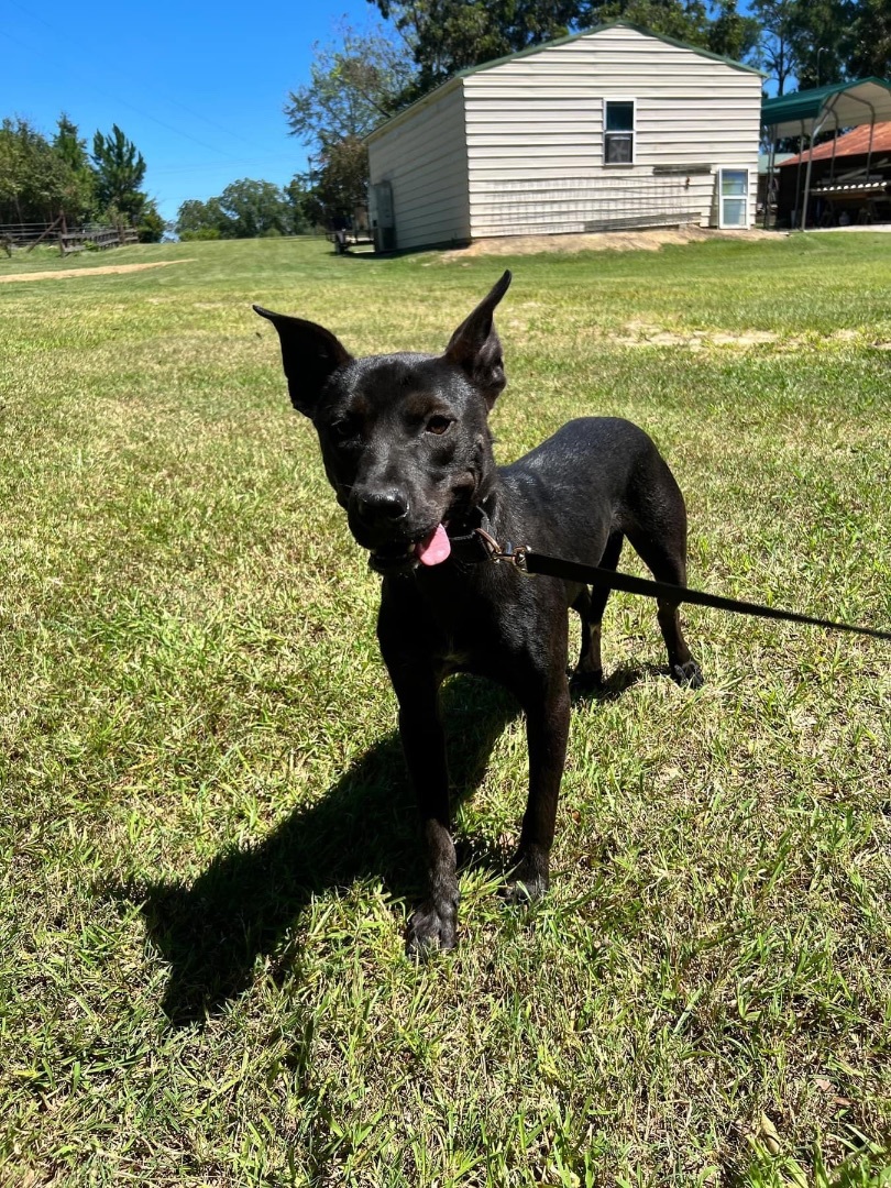 Keno, a Adopted Pit Bull Terrier in SYLVANIA, GA image 3/13