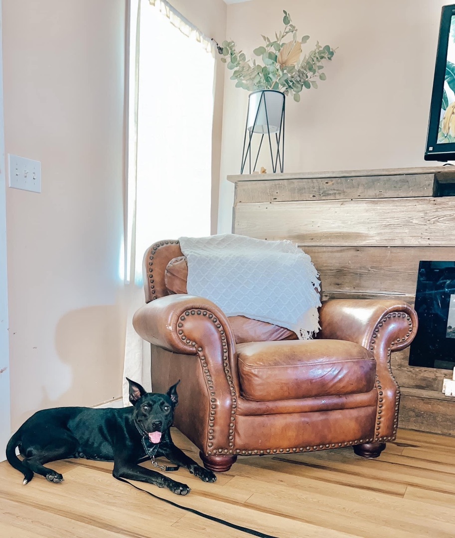 Keno, a Adopted Pit Bull Terrier in SYLVANIA, GA image 4/13