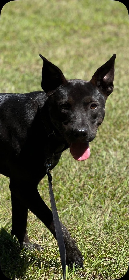 Keno, a Adopted Pit Bull Terrier in SYLVANIA, GA image 5/13