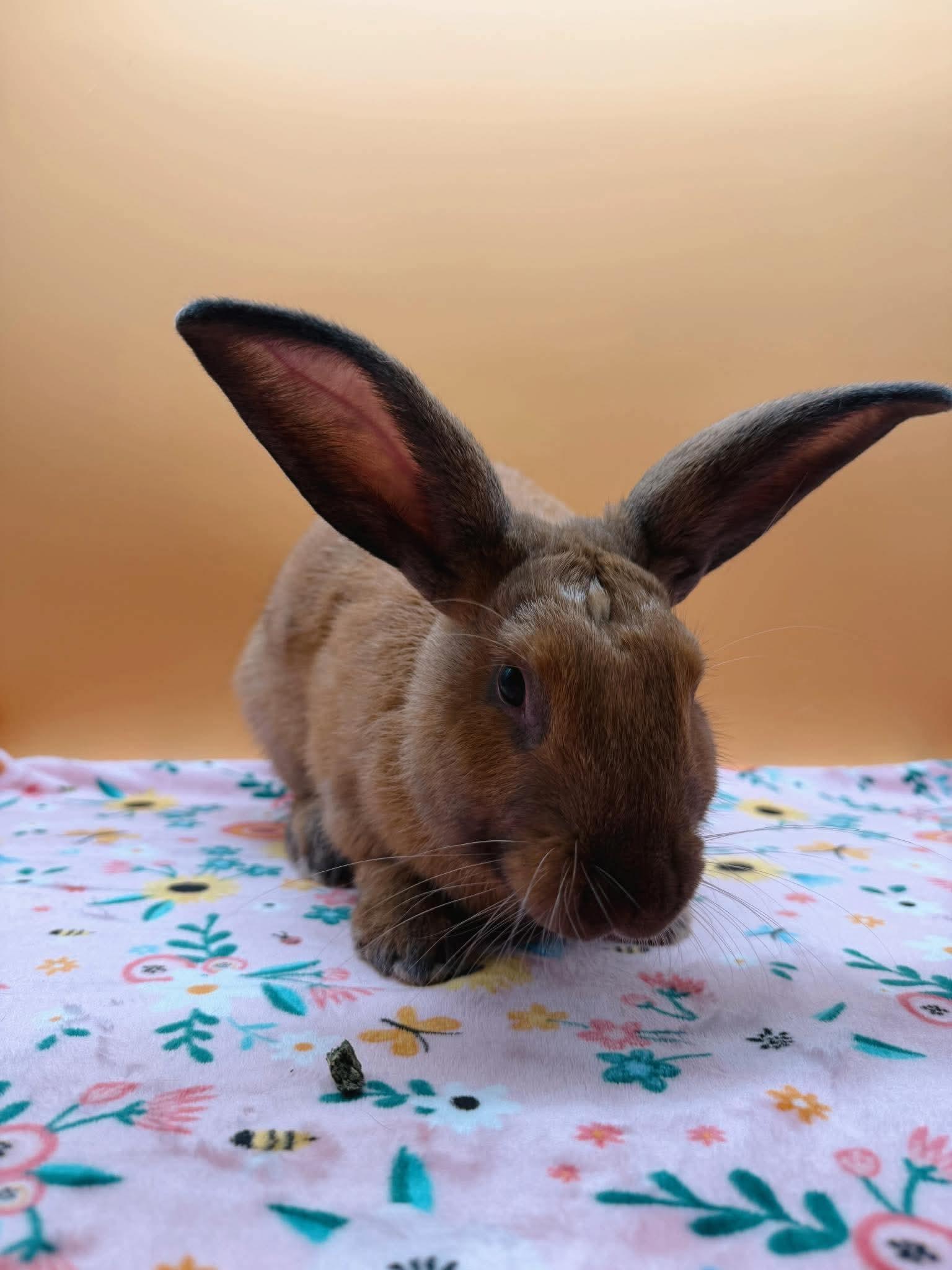Rocket, a ADOPTABLE Cinnamon in San Antonio, TX image 3/4