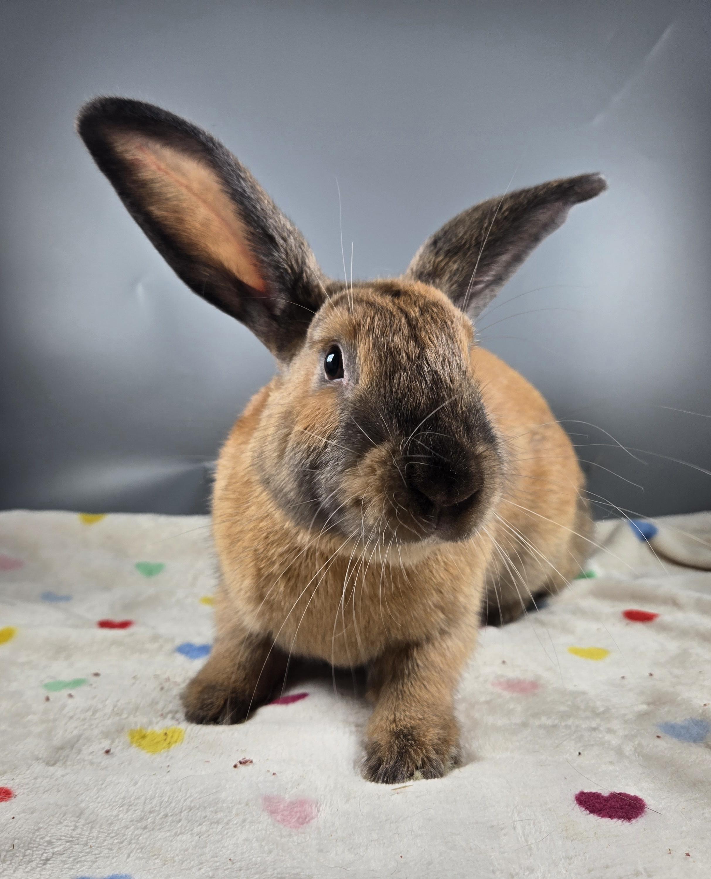 Rocket, ADOPTABLE, Young Male Cinnamon.