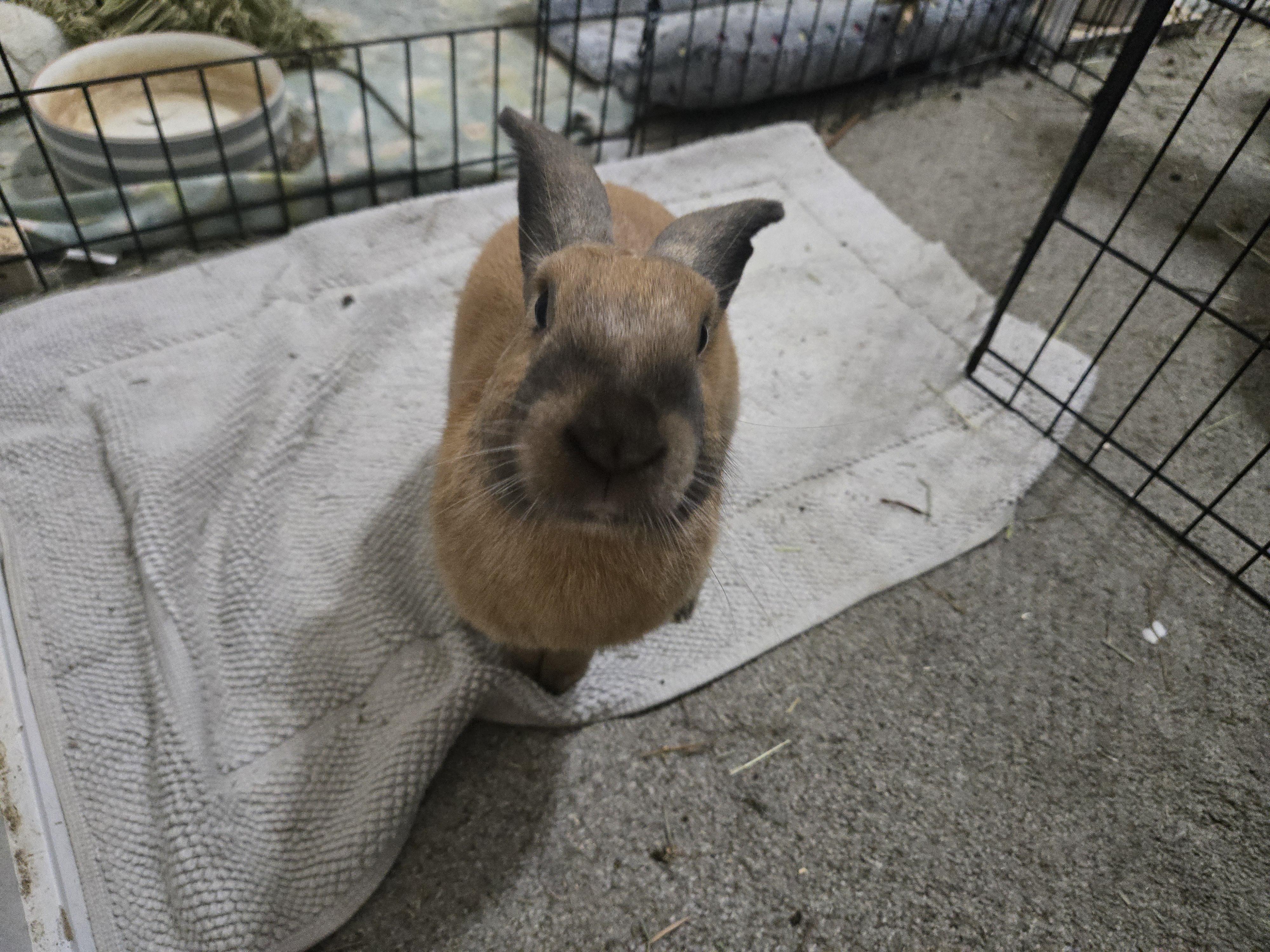 Rocket, a ADOPTABLE Cinnamon in San Antonio, TX image 2/4