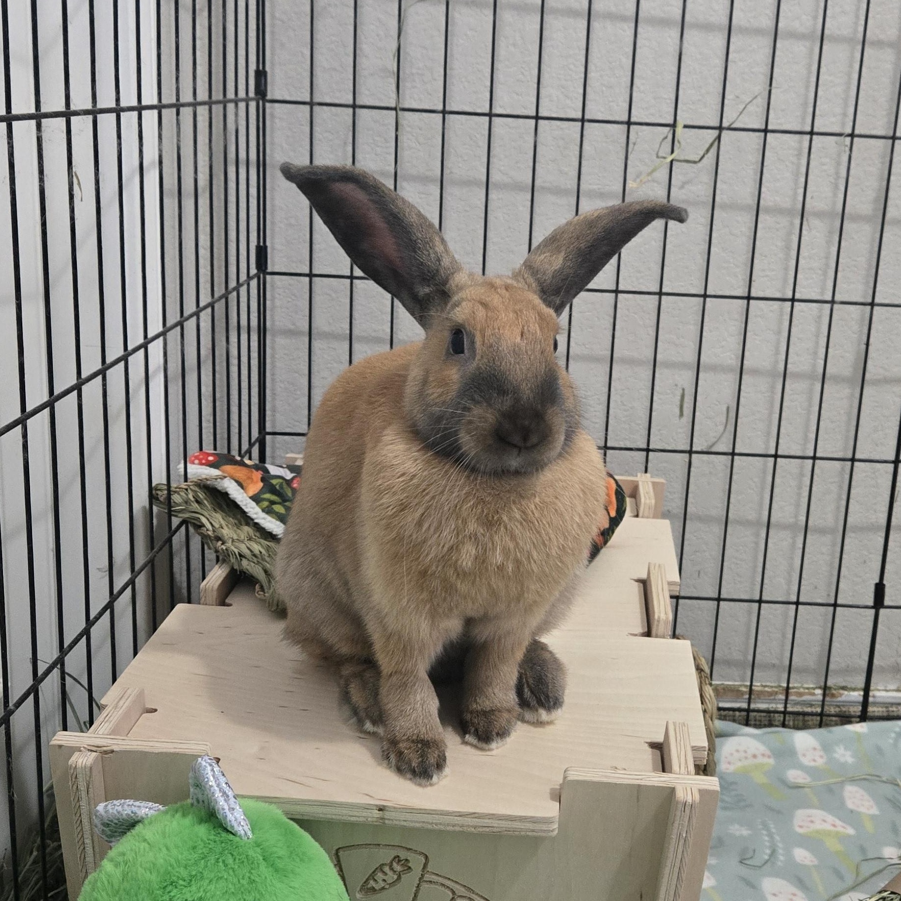 Rocket, a ADOPTABLE Cinnamon in San Antonio, TX image 4/4