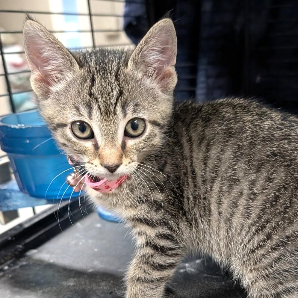 Tasha, adopted, Kitten Female Tabby.
