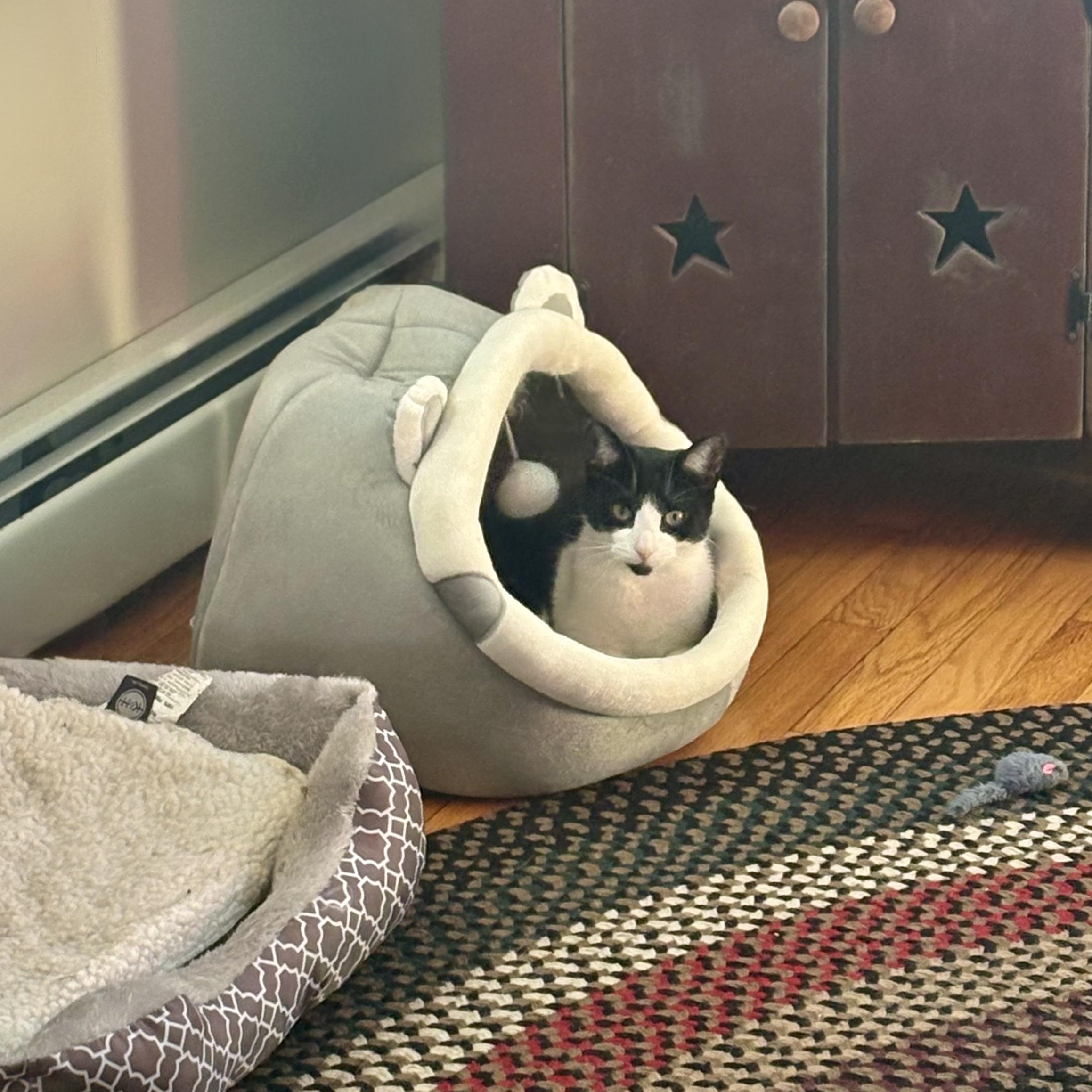 Enlarge DAISY , a ADOPTABLE Domestic Short Hair in East Greenwich, RI image 6/6