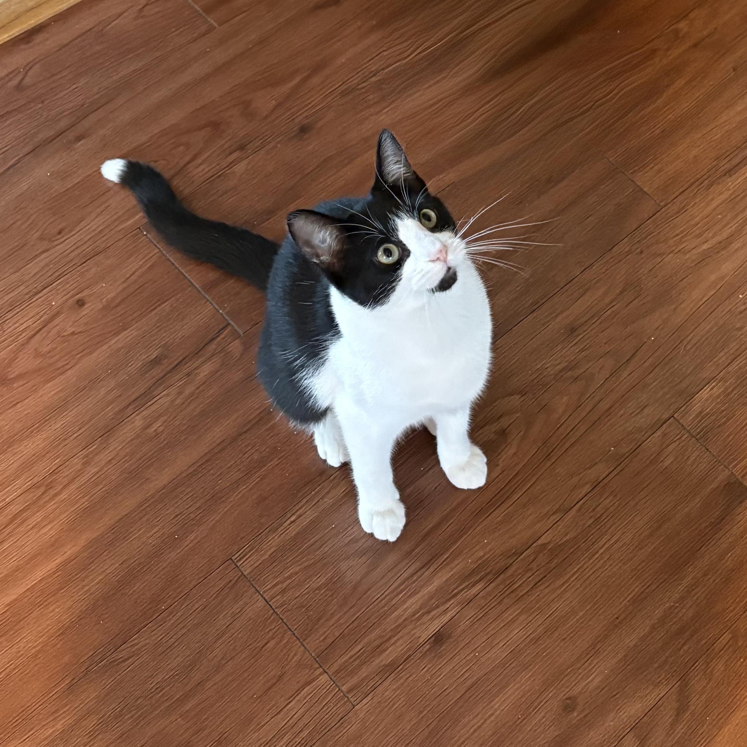 Enlarge DAISY , a ADOPTABLE Domestic Short Hair in East Greenwich, RI image 5/6