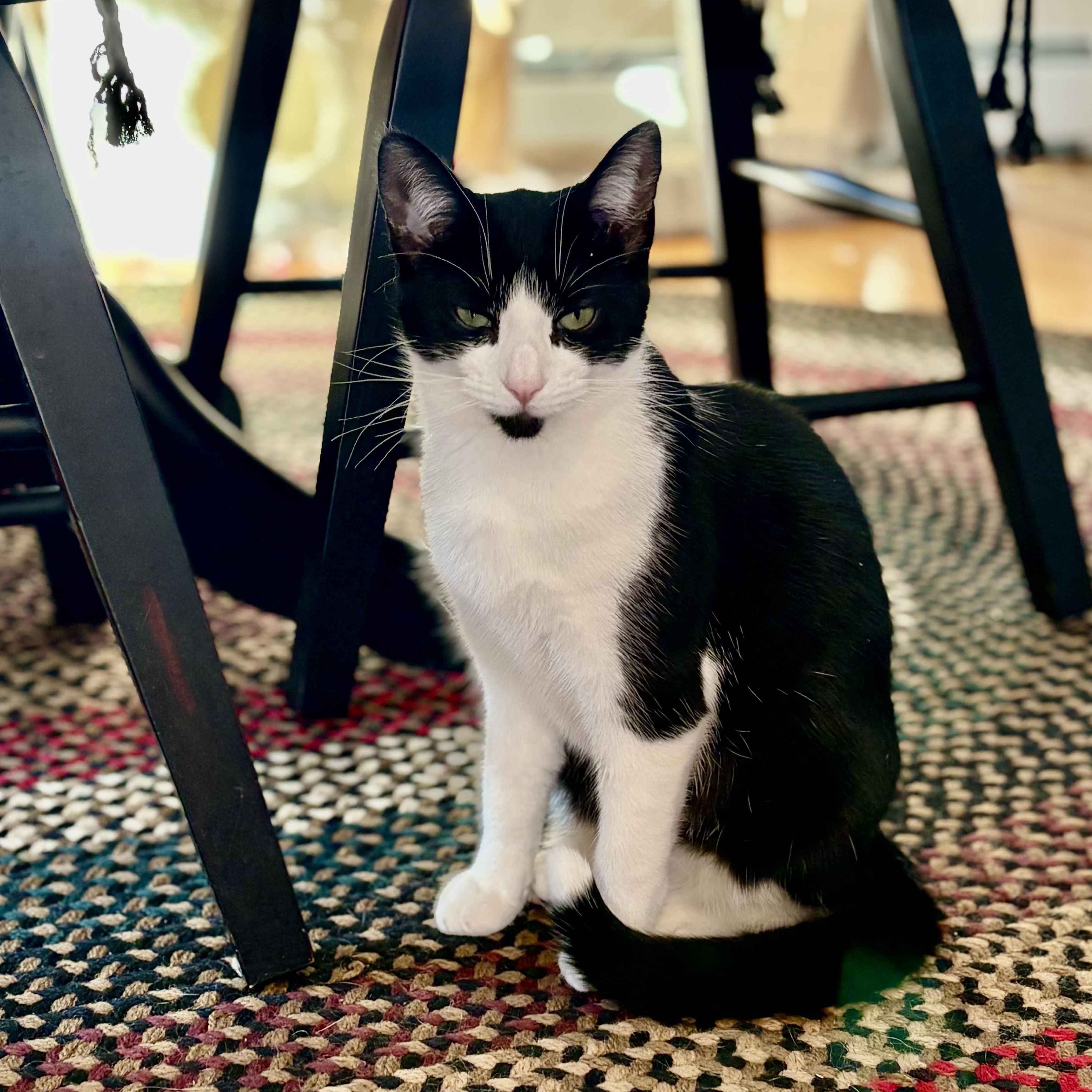 Enlarge DAISY , a ADOPTABLE Domestic Short Hair in East Greenwich, RI image 2/6