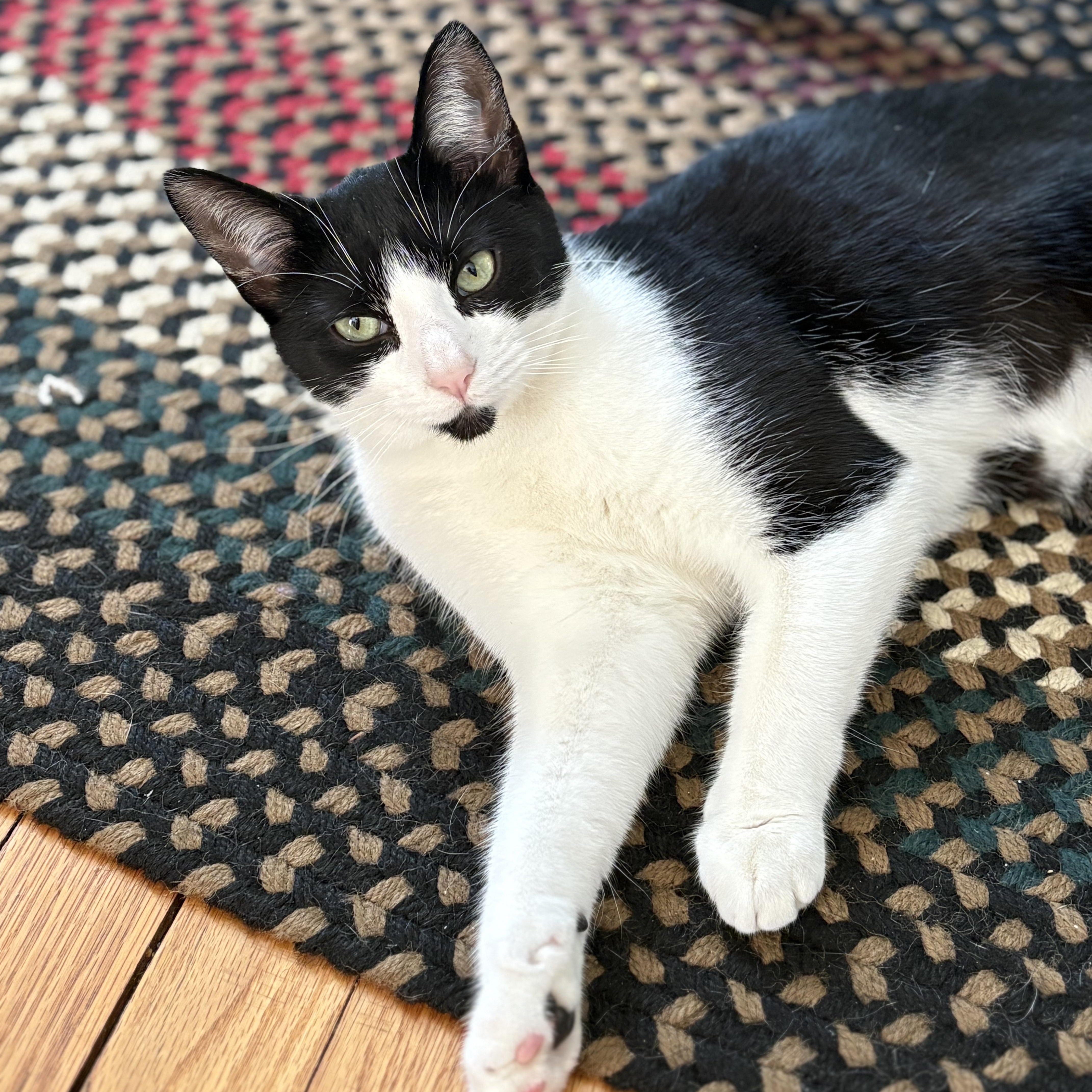 DAISY , ADOPTABLE, Kitten Female Domestic Short Hair.