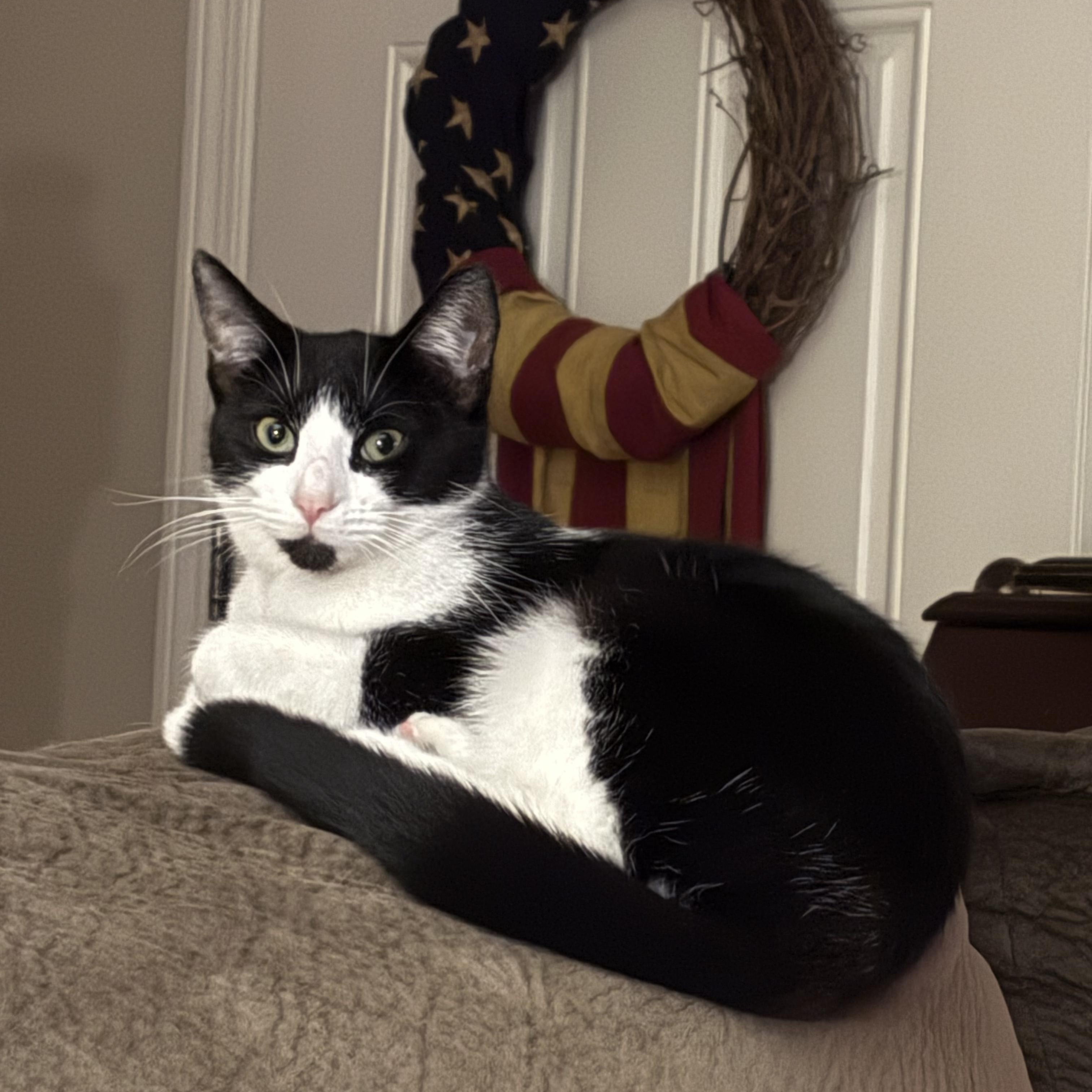 DAISY , ADOPTABLE, Kitten Female Domestic Short Hair.