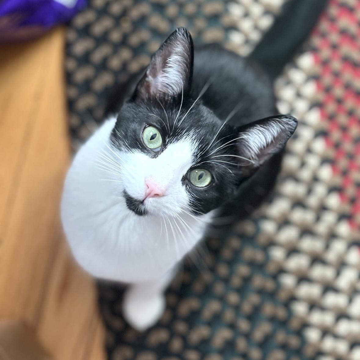 DAISY , a ADOPTABLE Domestic Short Hair in East Greenwich, RI image 1/6