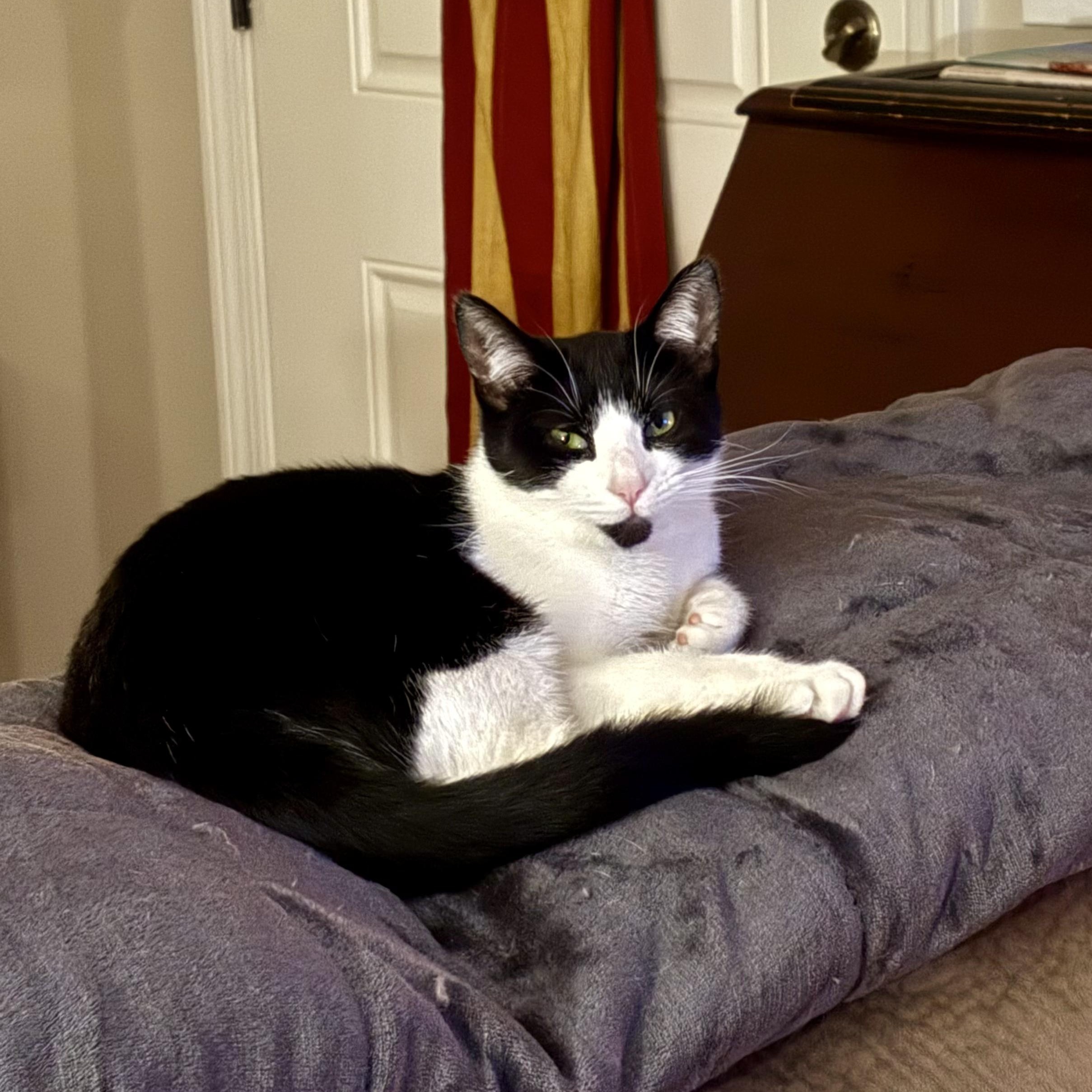 Enlarge DAISY , a ADOPTABLE Domestic Short Hair in East Greenwich, RI image 3/6