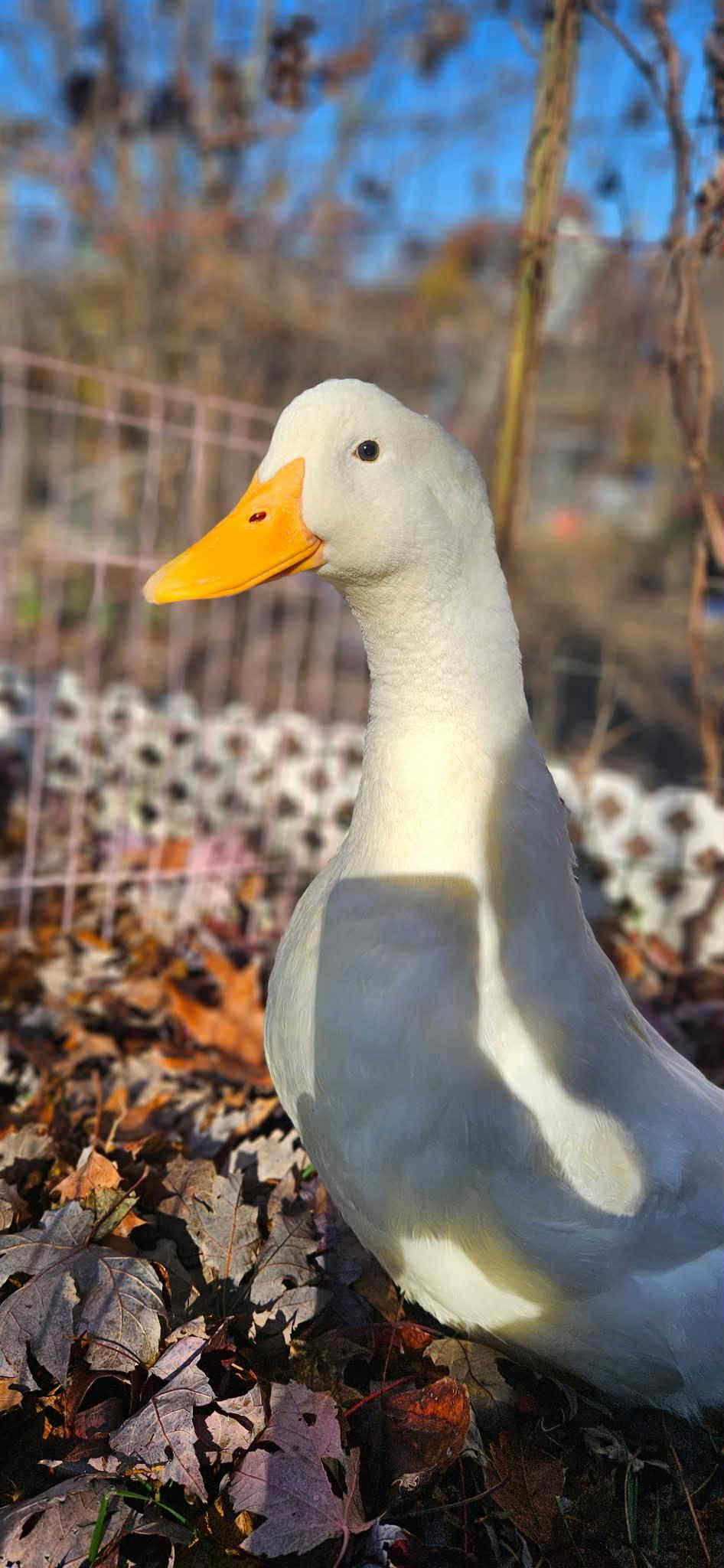 Jeffrey, Adoptable, Adult Male Duck.