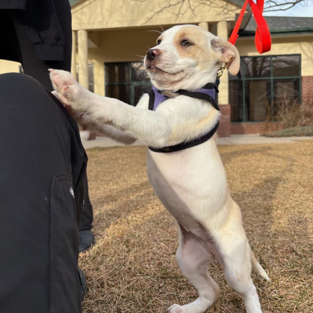 Sloane, Adoptable, Puppy Female Husky.