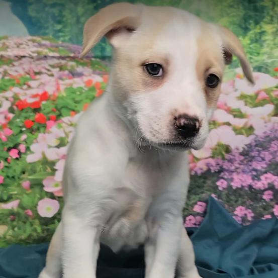 Enlarge Sloane, a Adoptable mixed breed in Fort Collins, CO image 2/6