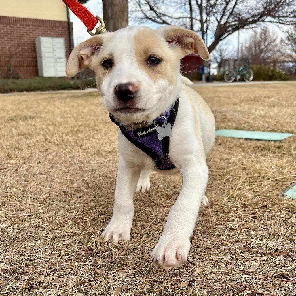 Enlarge Sloane, a Adoptable mixed breed in Fort Collins, CO image 3/6