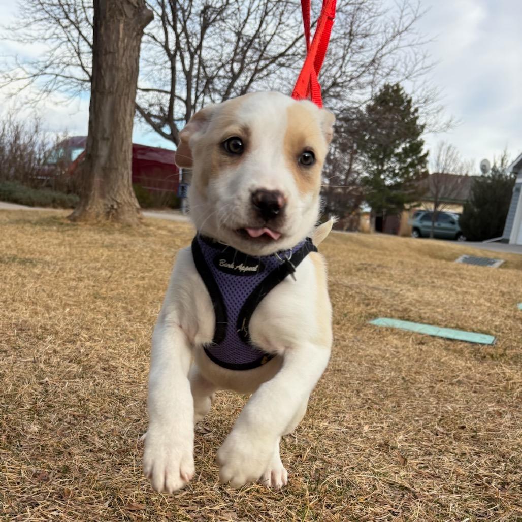 Enlarge Sloane, a Adoptable mixed breed in Fort Collins, CO image 4/6