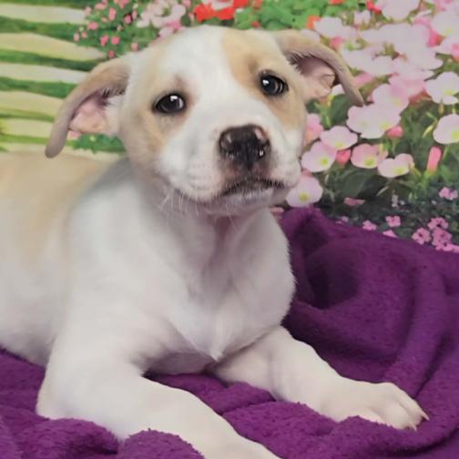 Enlarge Sloane, a Adoptable mixed breed in Fort Collins, CO image 5/6