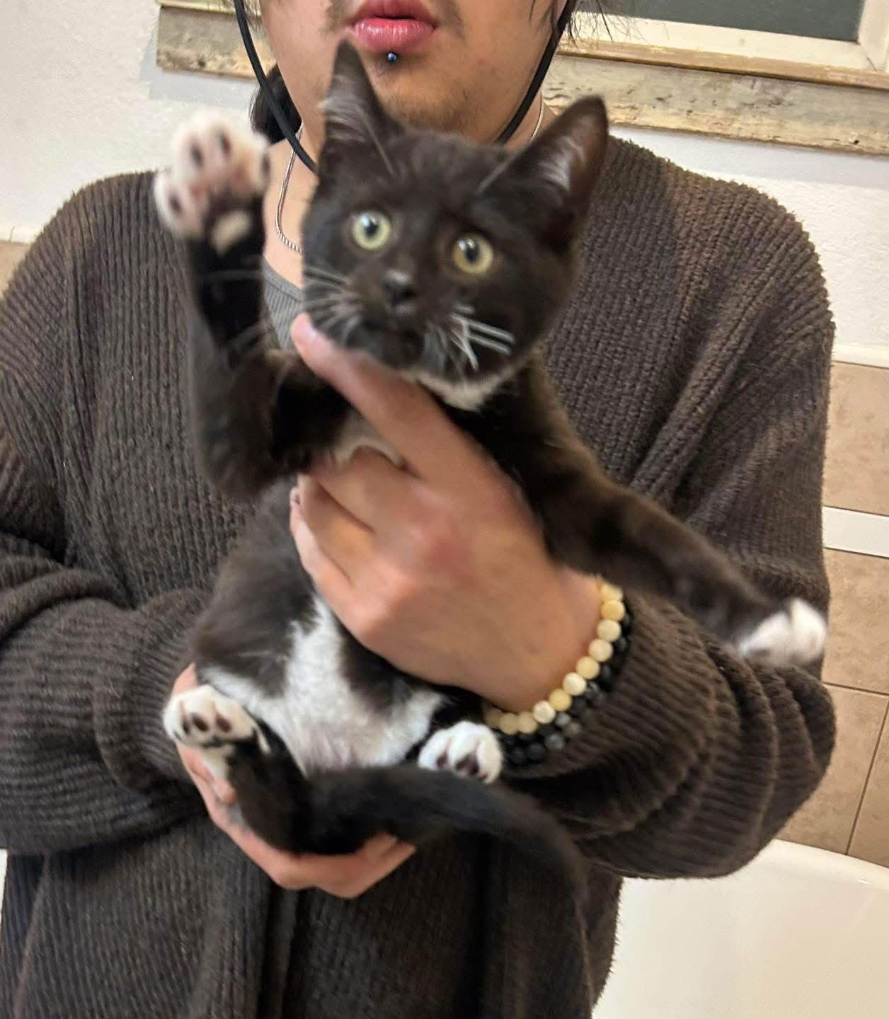 Dexter, Adopted, Kitten Male Tuxedo.