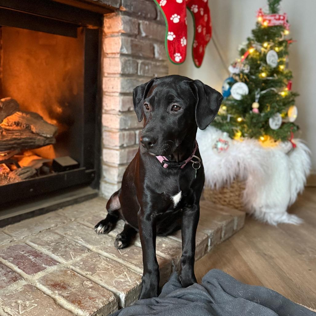 Darcy, a Adoptable mixed breed in St. Charles, MO image 1/6