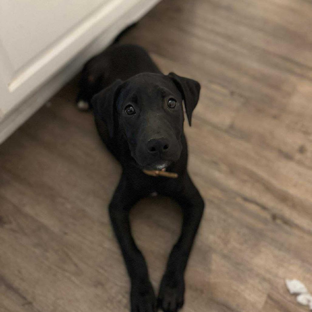 Darcy, a Adoptable mixed breed in St. Charles, MO image 2/6