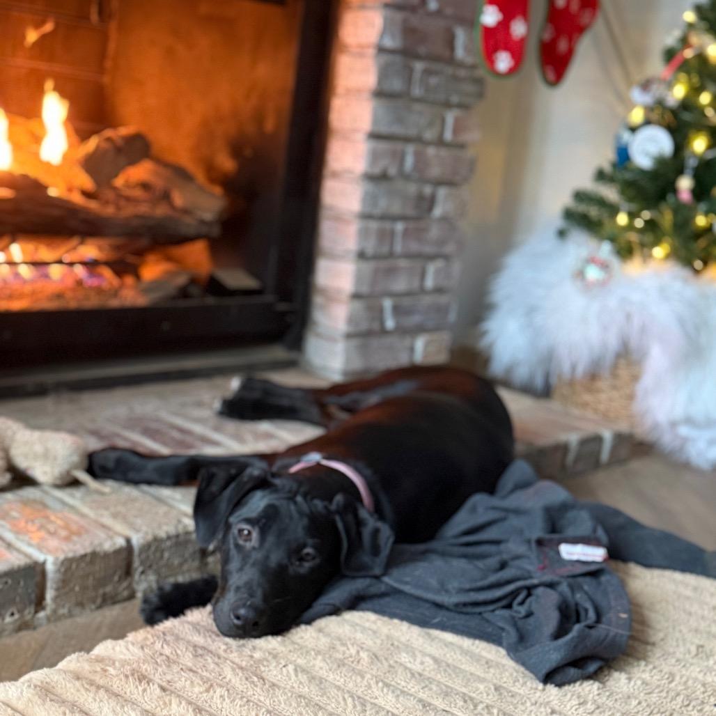 Darcy, a Adoptable mixed breed in St. Charles, MO image 3/6