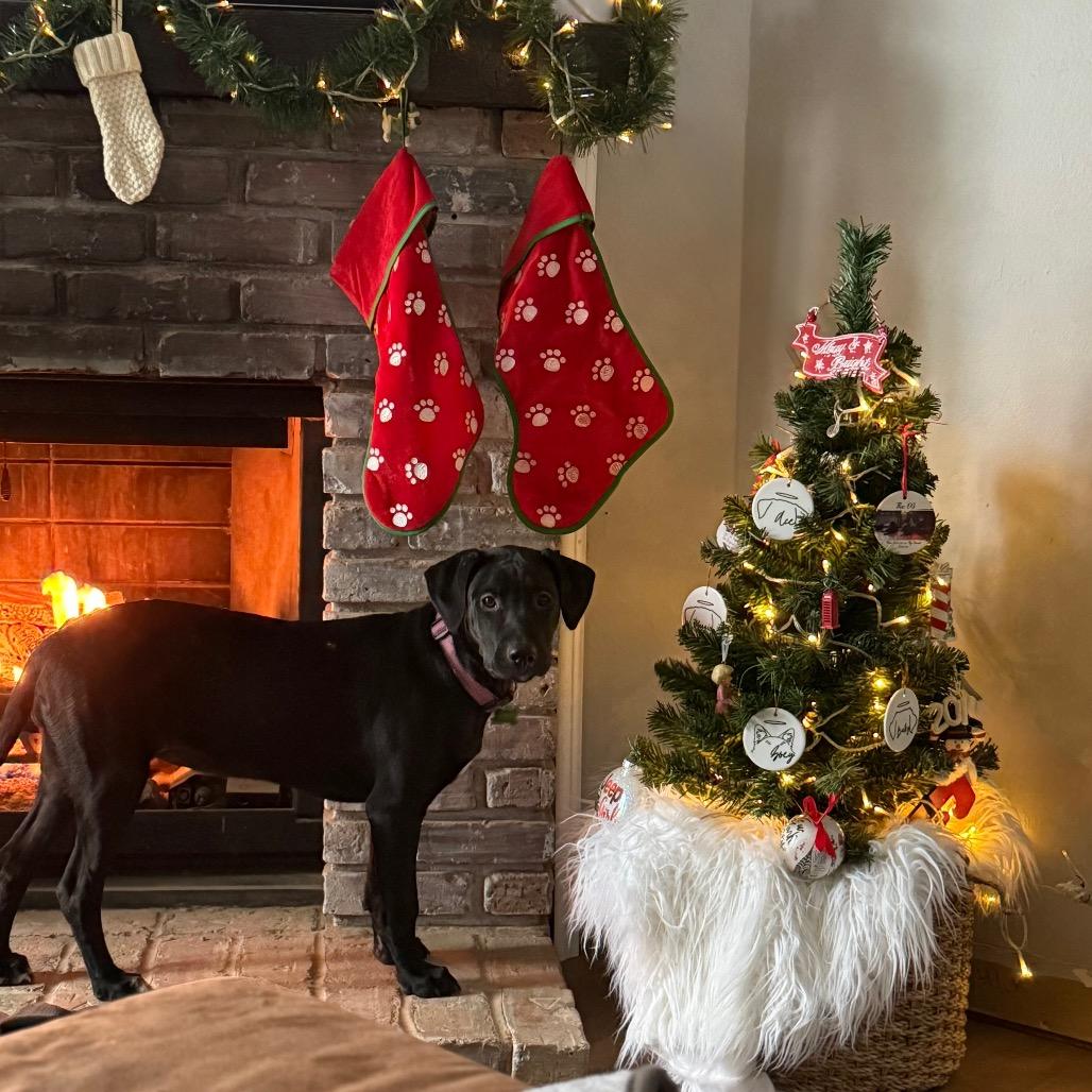 Darcy, a Adoptable mixed breed in St. Charles, MO image 4/6