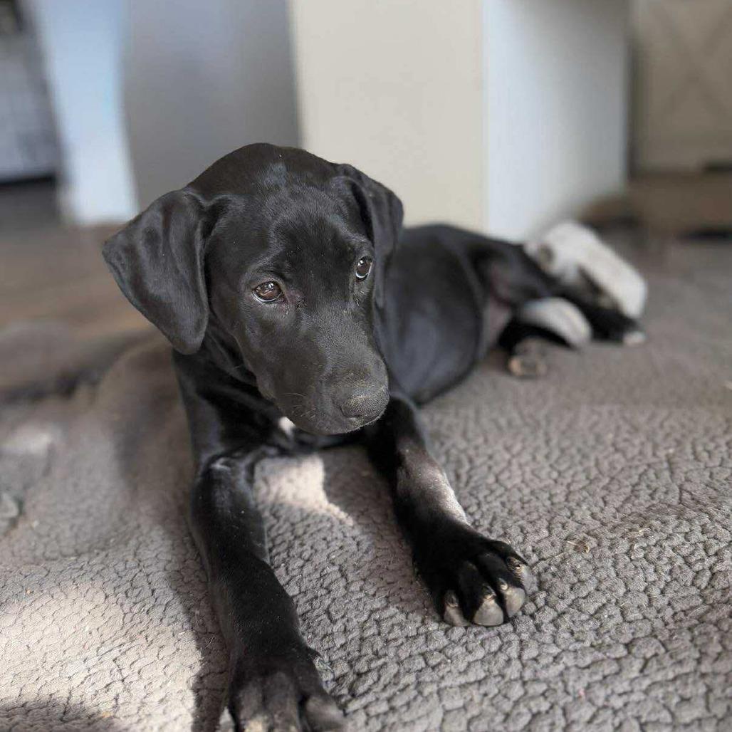 Darcy, a Adoptable mixed breed in St. Charles, MO image 5/6