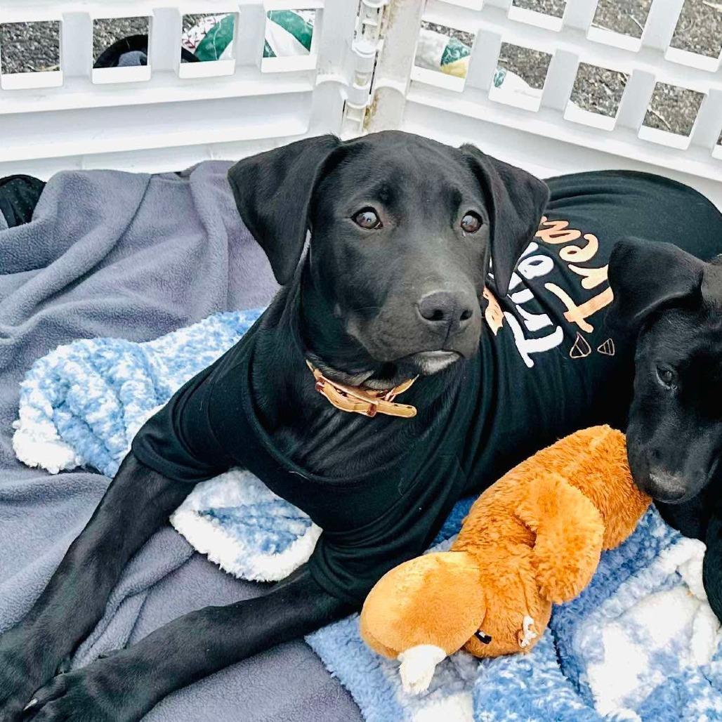 Darcy, a Adoptable mixed breed in St. Charles, MO image 6/6