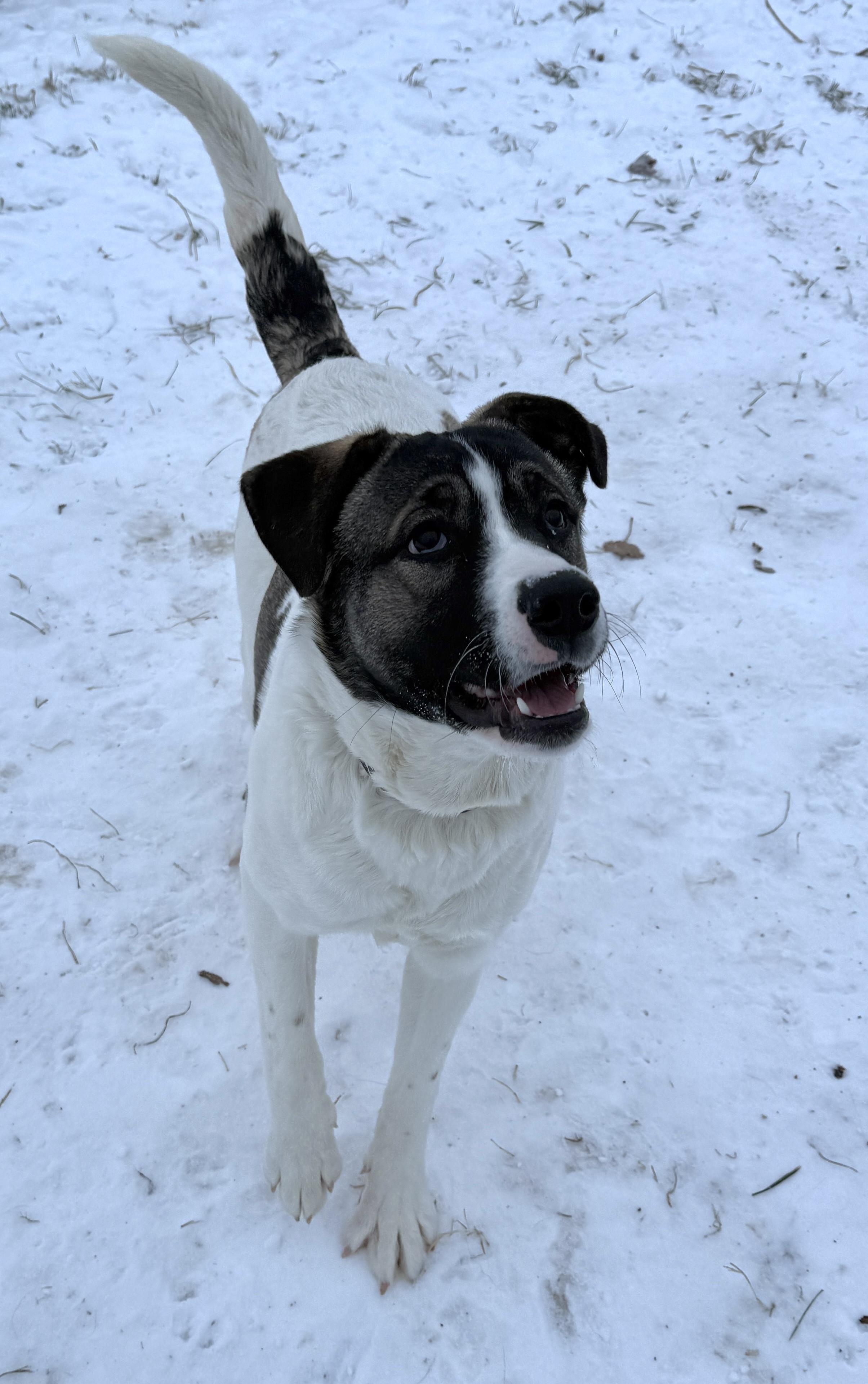 Enlarge Aries, a Adoptable mixed breed in Meadow Lake, SK image 1/6