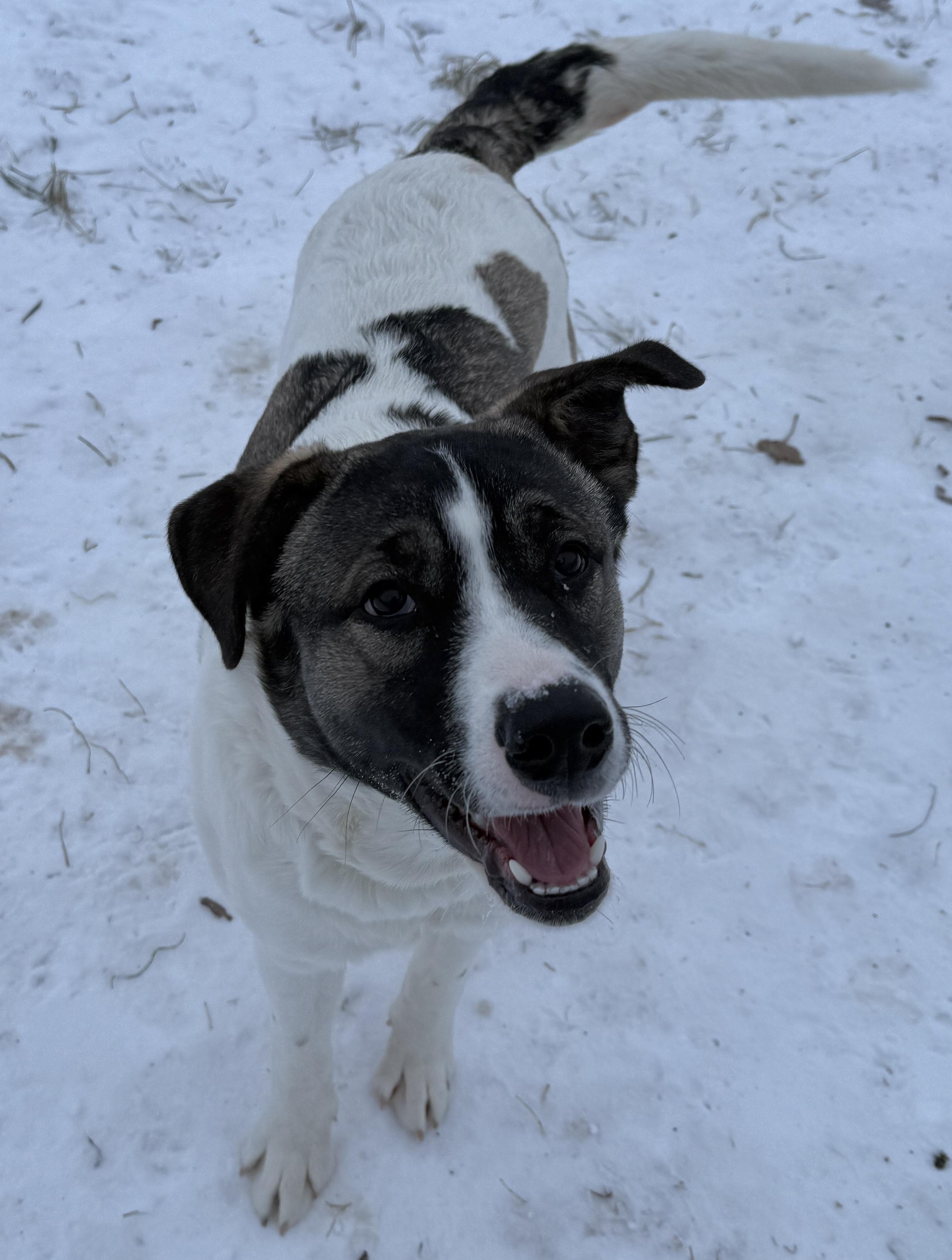 Enlarge Aries, a Adoptable mixed breed in Meadow Lake, SK image 2/6