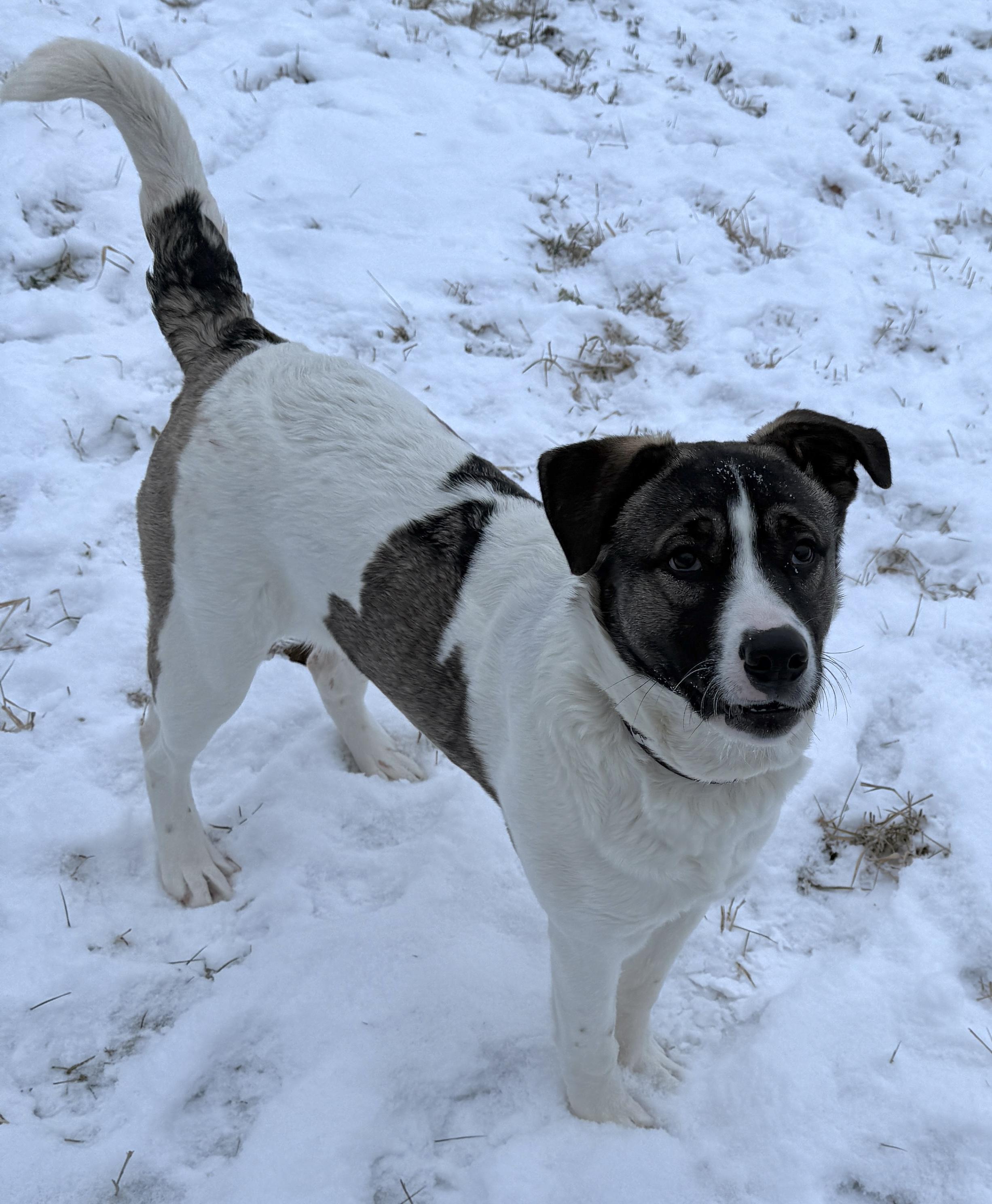Enlarge Aries, a Adoptable mixed breed in Meadow Lake, SK image 4/6
