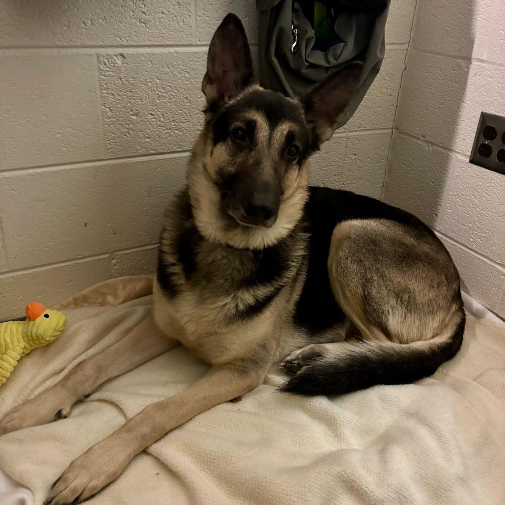 Tonka — thumbnail 2