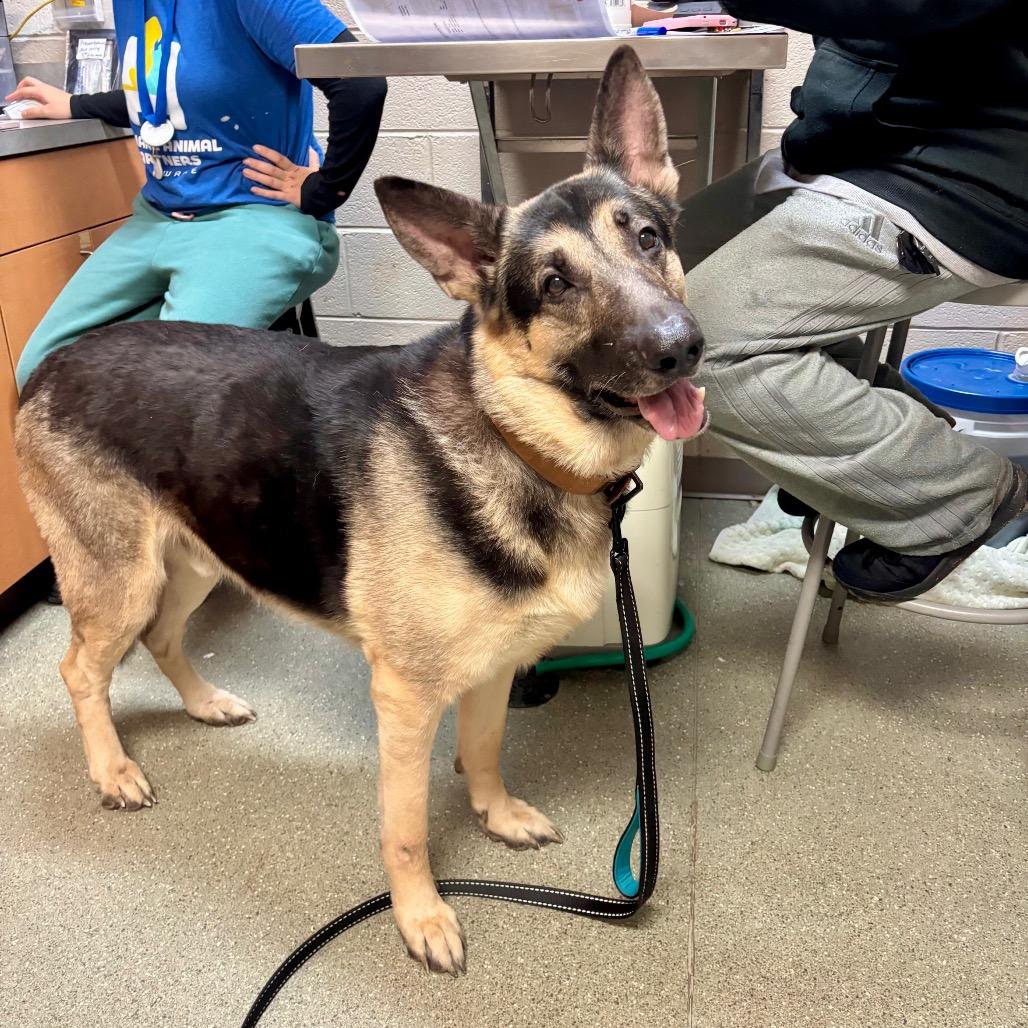 Tonka — thumbnail 3